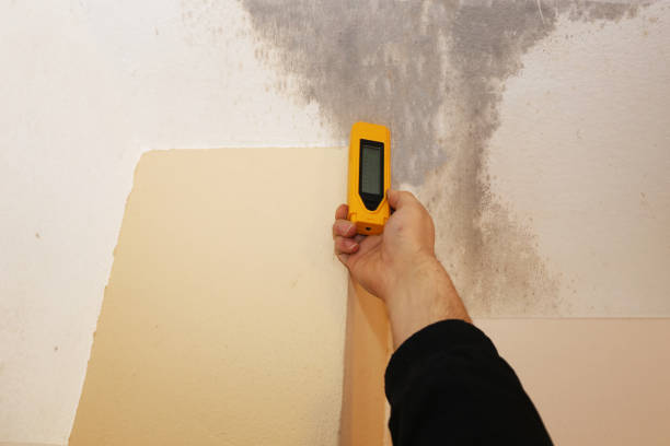 Best Mold Documentation for Insurance Claims  in Coing, AL
