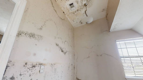 Asbestos and Lead Testing During Mold Inspection in Coaling, AL