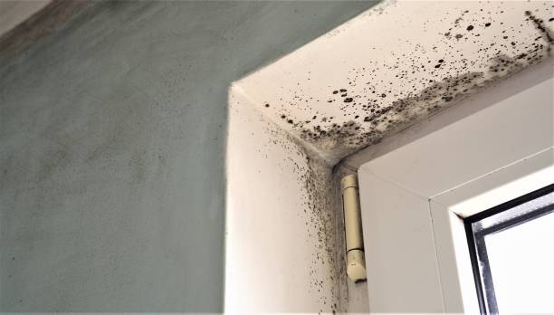 Best Dehumidification Services  in Coing, AL
