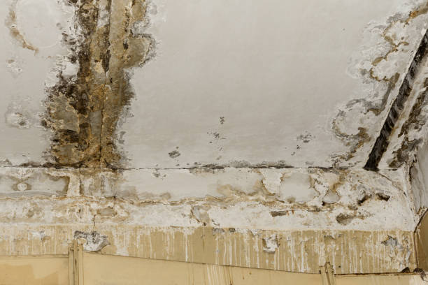 Best Asbestos and Lead Testing During Mold Inspection  in Coing, AL