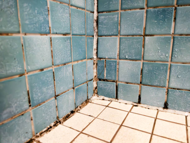 Best Mold Odor Removal Services  in Coing, AL
