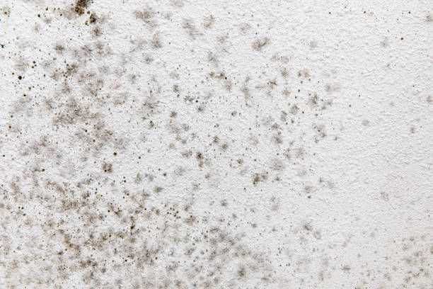 Professional Mold Removal in Coaling, AL