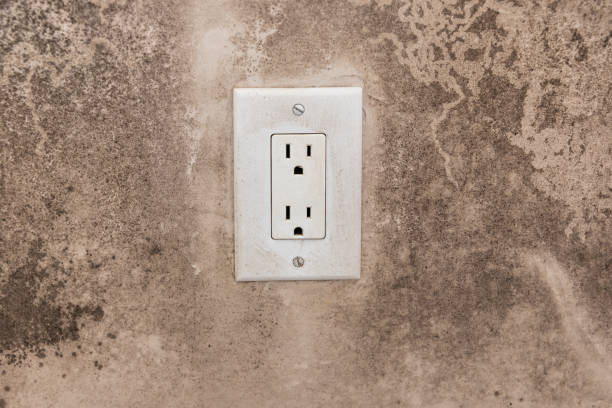 Forensic Mold Investigation in Coaling, AL