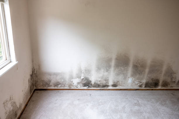 Best Mold Remediation for Healthcare Facilities  in Coing, AL