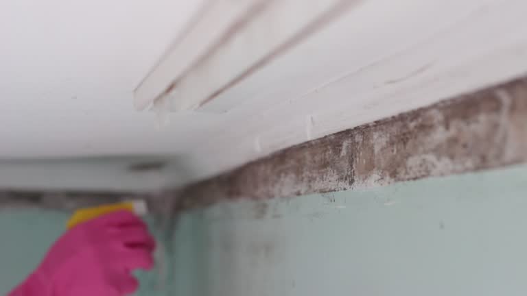 Best Commercial Mold Inspection  in Coing, AL